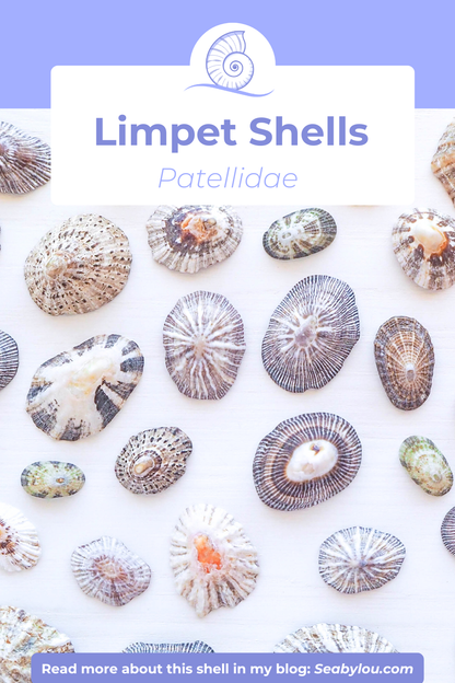 SEASHELL EARRINGS ~ Striped Limpet Shells and Dark Grey Stones