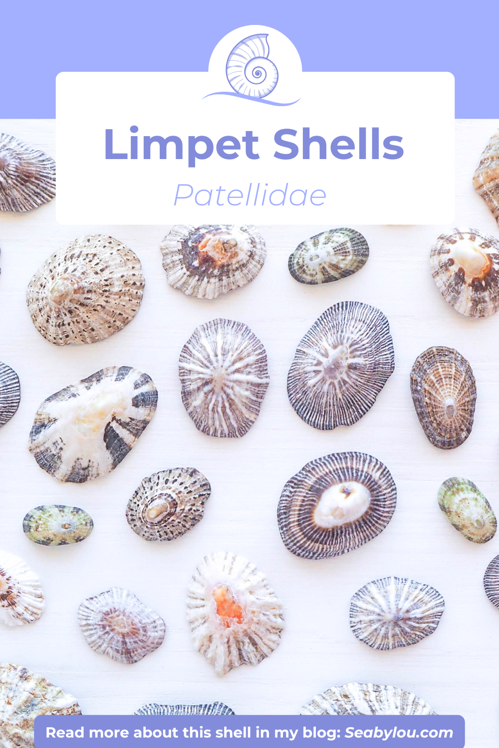 Collection of limpet shells with a purple background and text overlay, Limpet Shell Blog