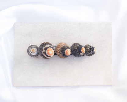 Lined Top Shells Hair Clip Barrette on stone displayed, Seashell Beach Clip from Portugal, Handpicked Real Shells, Seashell Hair Decoration, Mermaid Wedding Hair Assocciares, Coastal Christmas gift, Beach Wedding Hair