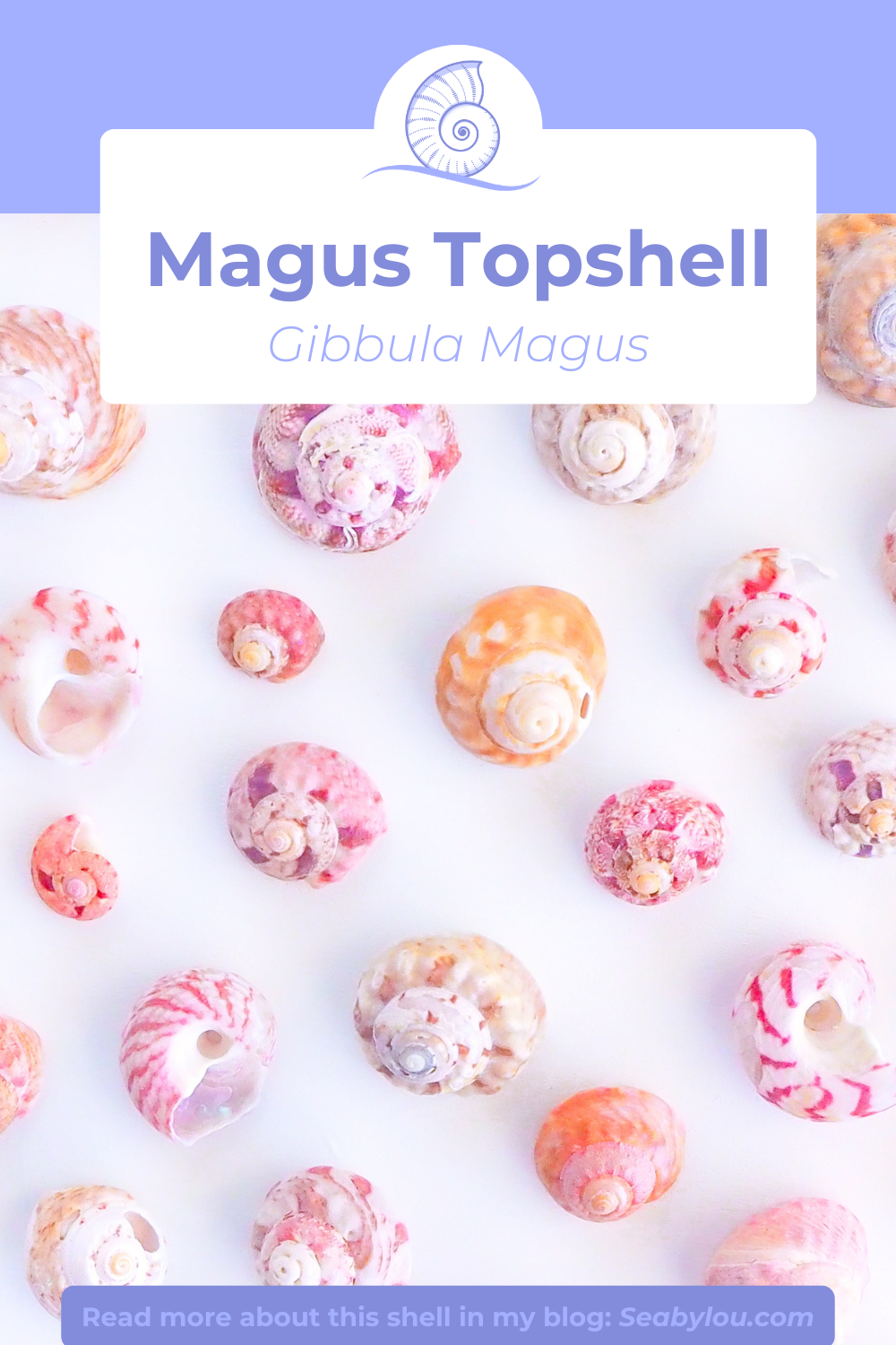 BIG MAGUS TOP SHELL NECKLACE ~ Rose Quartz Gemstones, Soft Pink Stones and White Shell Beads