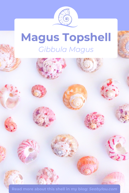 BIG MAGUS TOP SHELL NECKLACE ~ Rose Quartz Gemstones, Soft Pink Stones and White Shell Beads