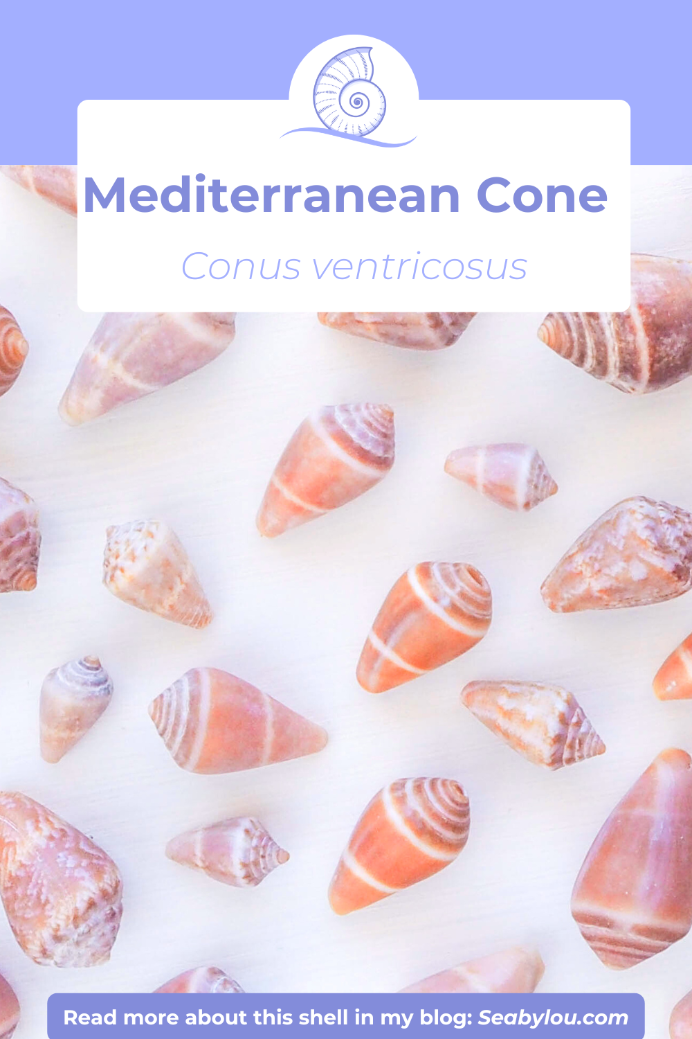 SEASHELL EARRINGS ~ Cone Shells and Blue Agate Gemstones