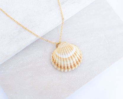 Mediterranean Cockle Shell necklace from Portugal on a gold chain against a light background