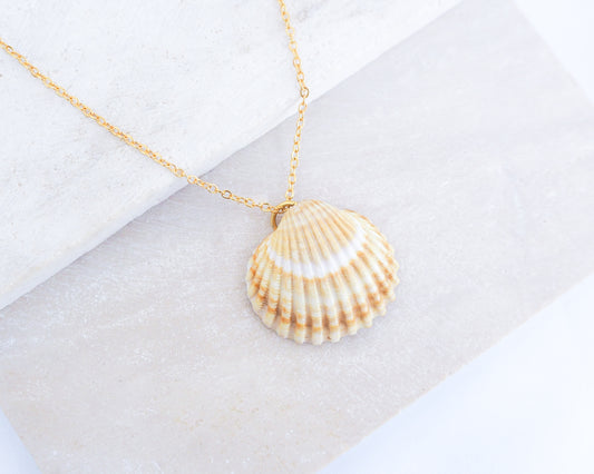 Mediterranean Cockle Shell necklace from Portugal on a gold chain against a light background