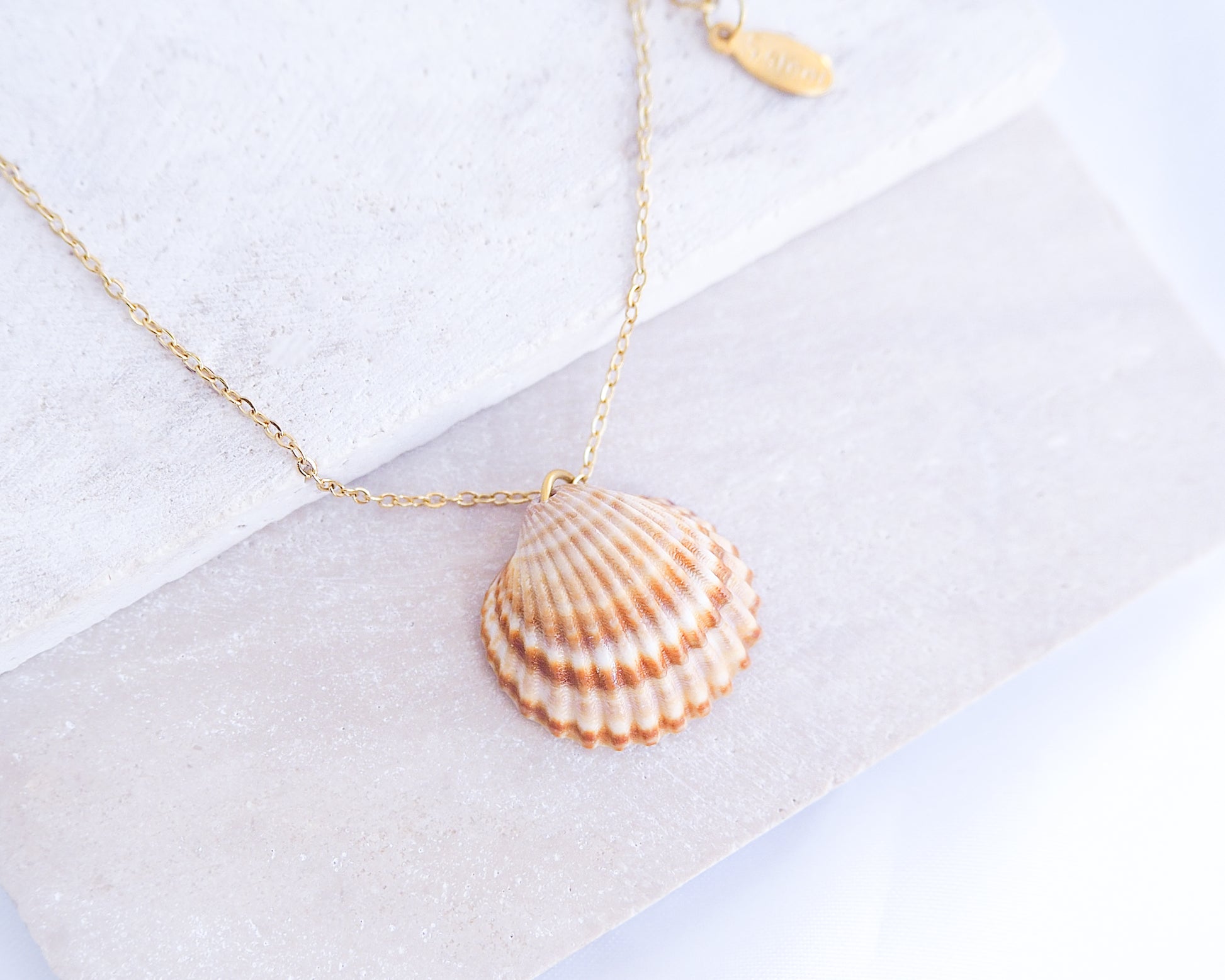 Mediterranean Cockle Shell necklace from Portugal on a gold chain against a light background