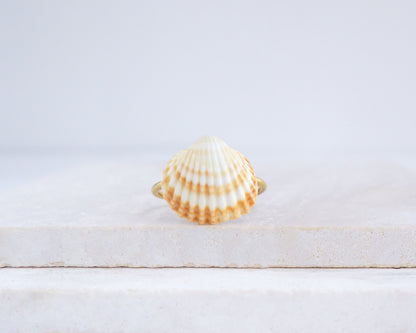 Handcrafted Mediterranean cockle shell ring VII from Portugal on stone displayed, beach surf girl jewelry, gold ring with Portuguese cockle shell, ocean inspired beach jewelry 