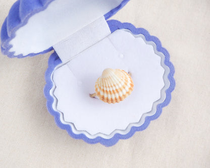 Handcrafted Mediterranean cockle shell ring VII from Portugal on display in seashell box, beach girl inspired jewelry, gold ring with Portuguese cockle shell, ocean inspired beach jewelry 