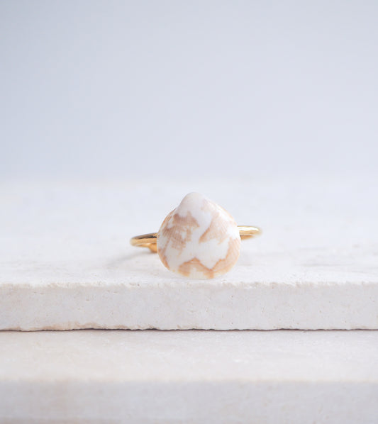 Norwegian Cockle Shell Gold Ring on displayed, 18k gold stainless steel adjustable ring, handpicked cockle shell from Portugal 