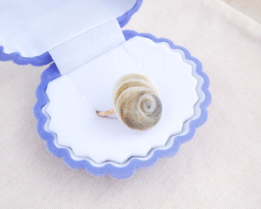 Olive Green Eye of Saint Lucia Shell Gold Ring in blue seashell jewelry box 