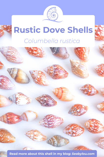 SEASHELL NECKLACE ~ Tiny Dark Rustic Dove Shell II