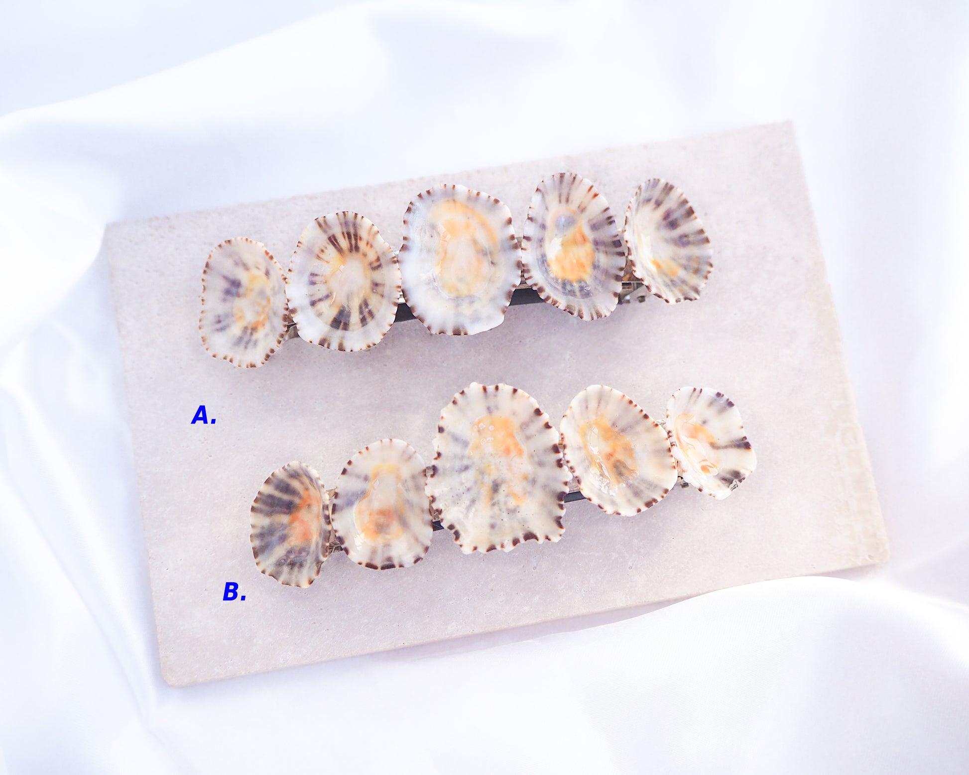 Set of shell-like objects on a white background