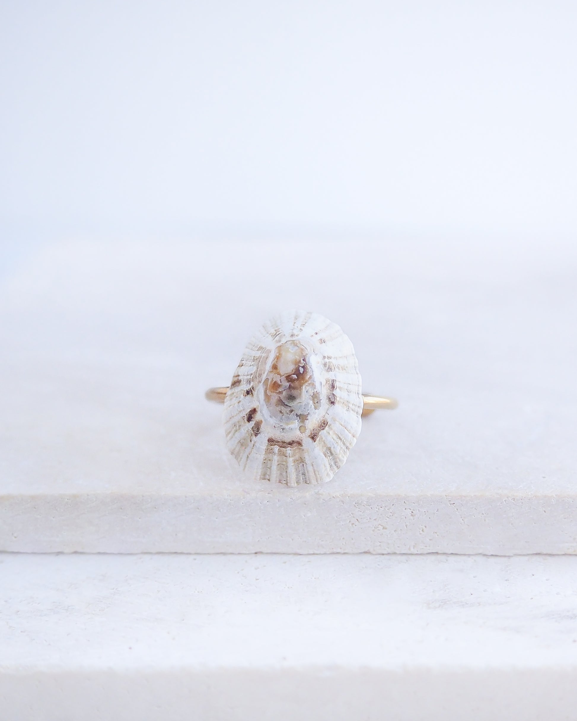 Ring with a shell design on a white background. Close up front view of Light Limpet Shell V Gold Ring from Portugal on stone display, Handpicked Rough Limpet Shell from Portugal, Gold Stainless Steel ring with Limpet Shell