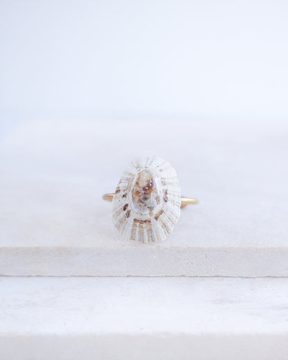 Ring with a shell design on a white background. Close up front view of Light Limpet Shell V Gold Ring from Portugal on stone display, Handpicked Rough Limpet Shell from Portugal, Gold Stainless Steel ring with Limpet Shell