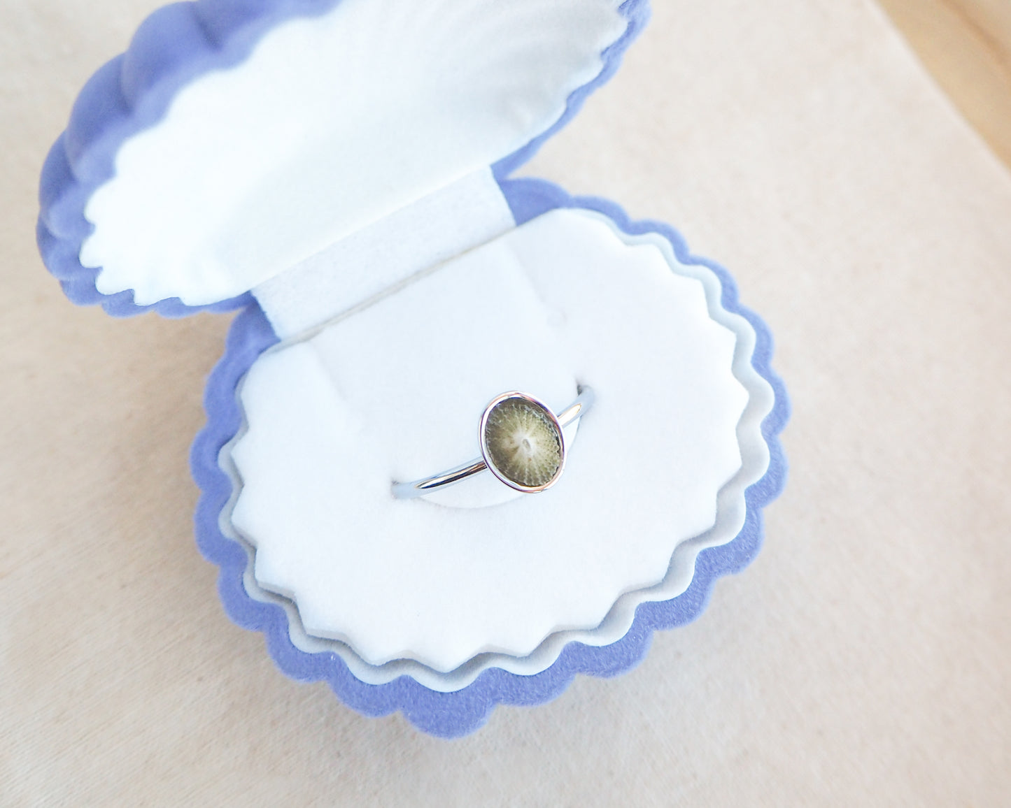 Silver Green Common Keyhole Limpet Shell Ring in blue white shell jewelry box, Green Limpet Shell from Portugal set in a silver stainless steel bezel adjustable ring 