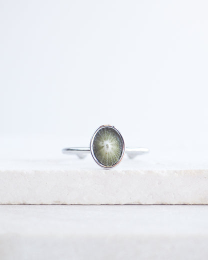 Silver Green Common Keyhole Limpet Shell Ring on display, Green Limpet Shell from Portugal set in a silver stainless steel bezel adjustable ring 