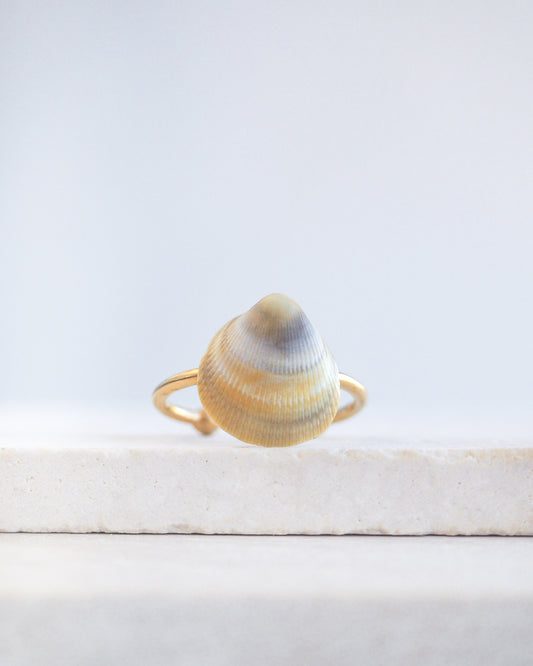 Rainbow Cockle Shell Gold Ring on stone displayed, 18k gold stainless steel adjustable ring, handpicked norwegian cockle shell from Portugal 