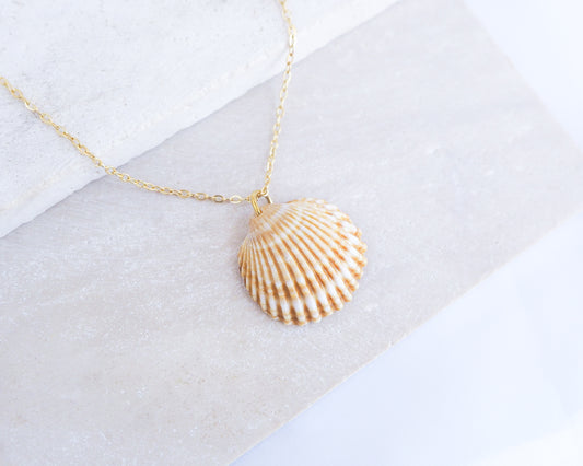 Mediterranean Cockle Shell Gold necklace from Portugal on a 18k gold stainless steel chain against a light background