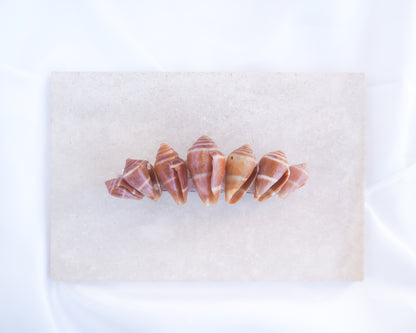 Mediterranean Cone Shells Hair Clip Barrette on stone displayed. The shells are cone shaped with orange brown color. Handpicked from the beaches of Portugal. Boho Seashell Beach Clip from Portugal, Handpicked Real Shells, Seashell Hair Decoration, Bohemian Seashell Wedding Hair accessories, Coastal Christmas gift, Beach Wedding Hair