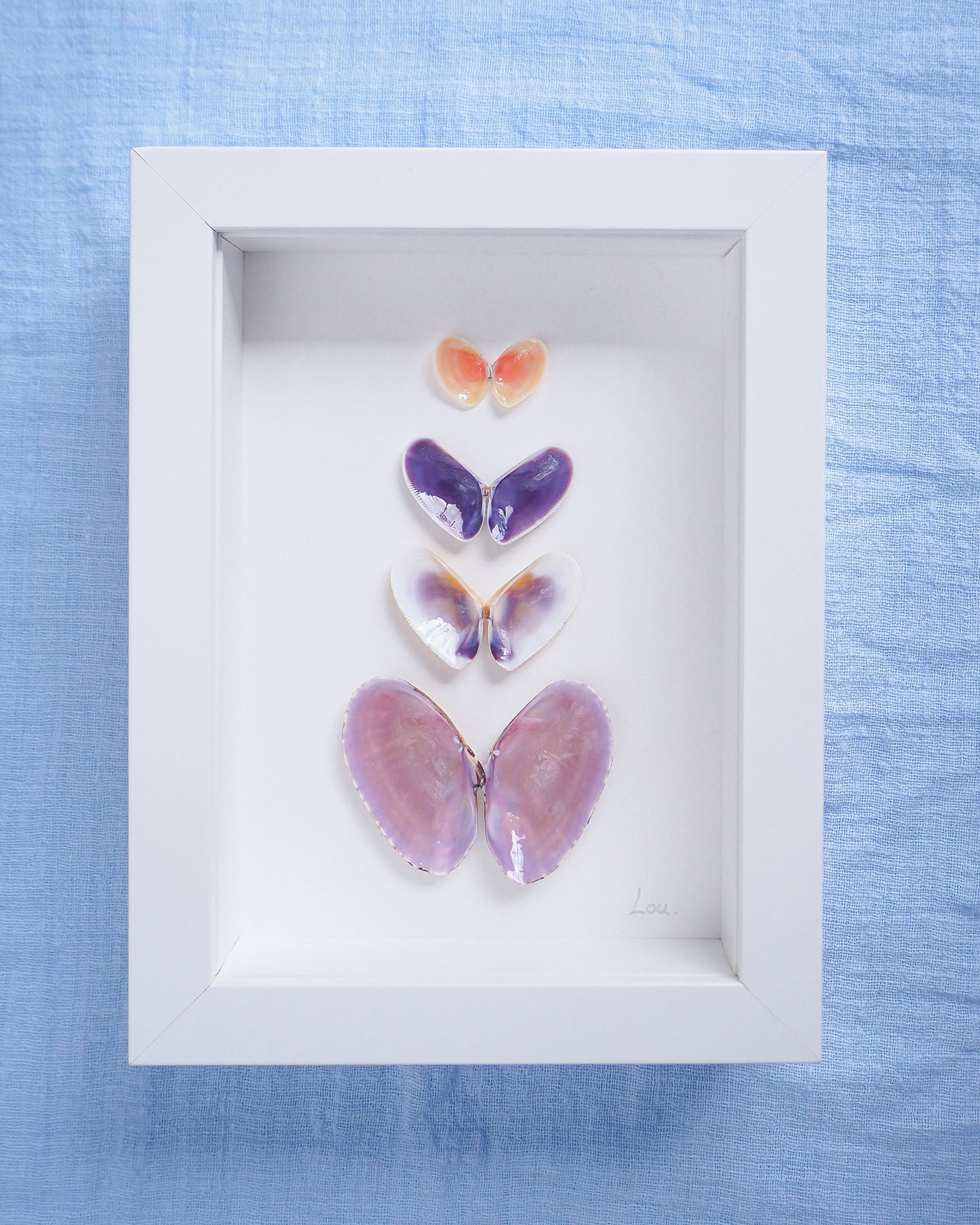 Framed butterfly decorations on a blue fabric background. Artwork with butterfly-shaped seashells in various colors on a light gray background. Made with handpicked shells from Portugal. Coquina shells, thin tellin shells, and rayed trough shells. Set in a white frame box.