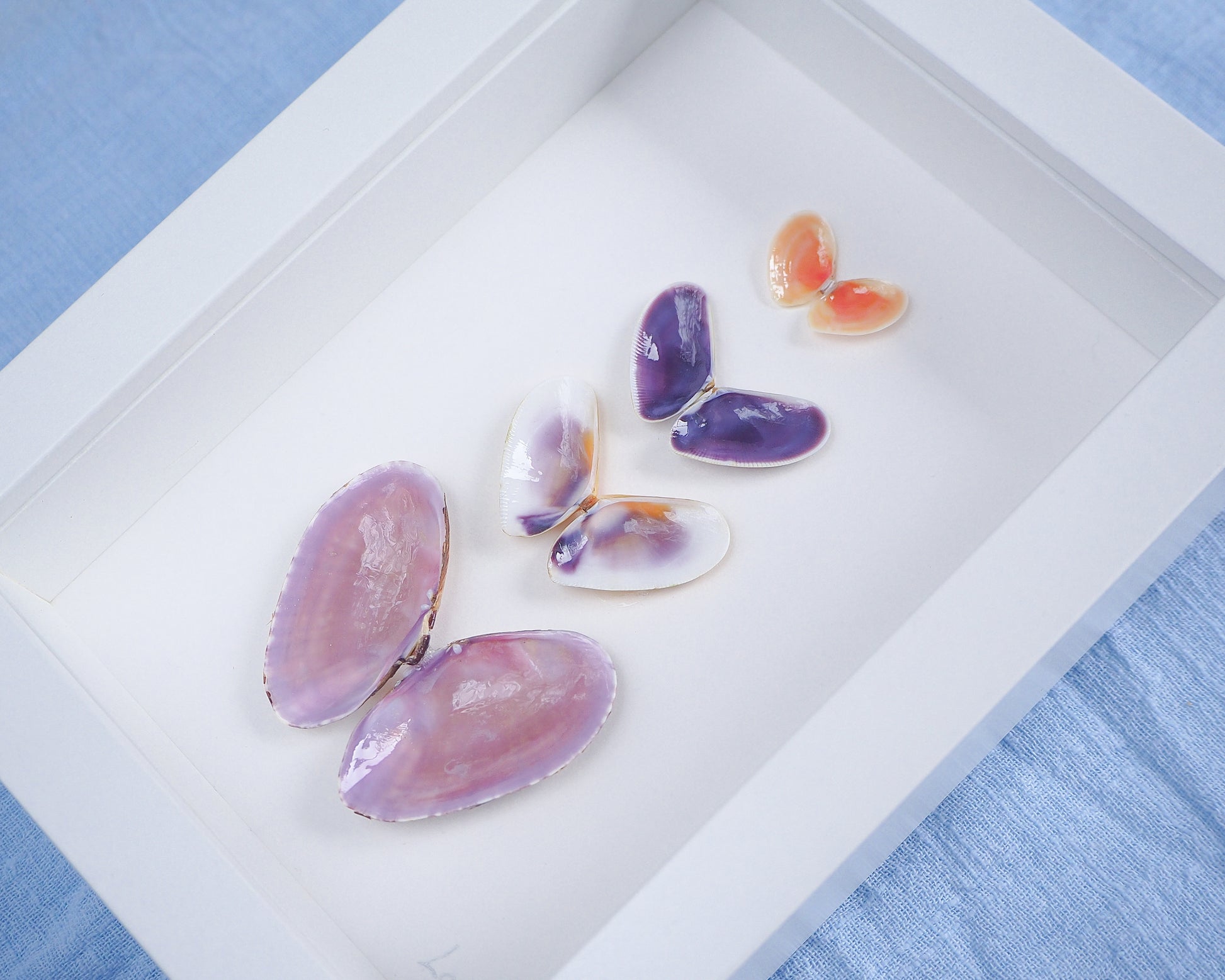 Side view of artwork with butterfly-shaped seashells in various colors on a light gray background. Made with handpicked shells from Portugal. Coquina shells, thin tellin shells, and rayed trough shells. Set in a white frame box.