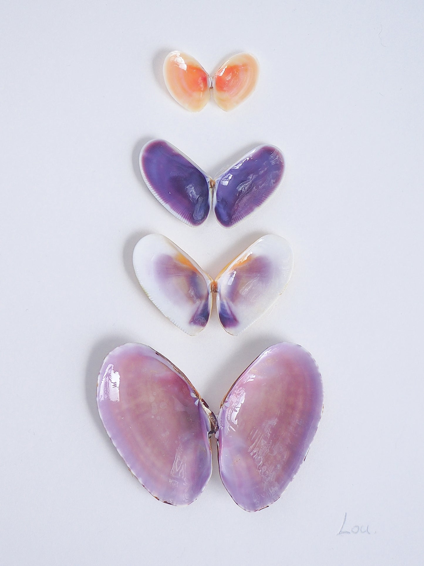 Close up of artwork with butterfly-shaped seashells in various colors on a light gray background. Made with handpicked shells from Portugal. Coquina shells, thin tellin shells, and rayed trough shells. Set in a white frame box.