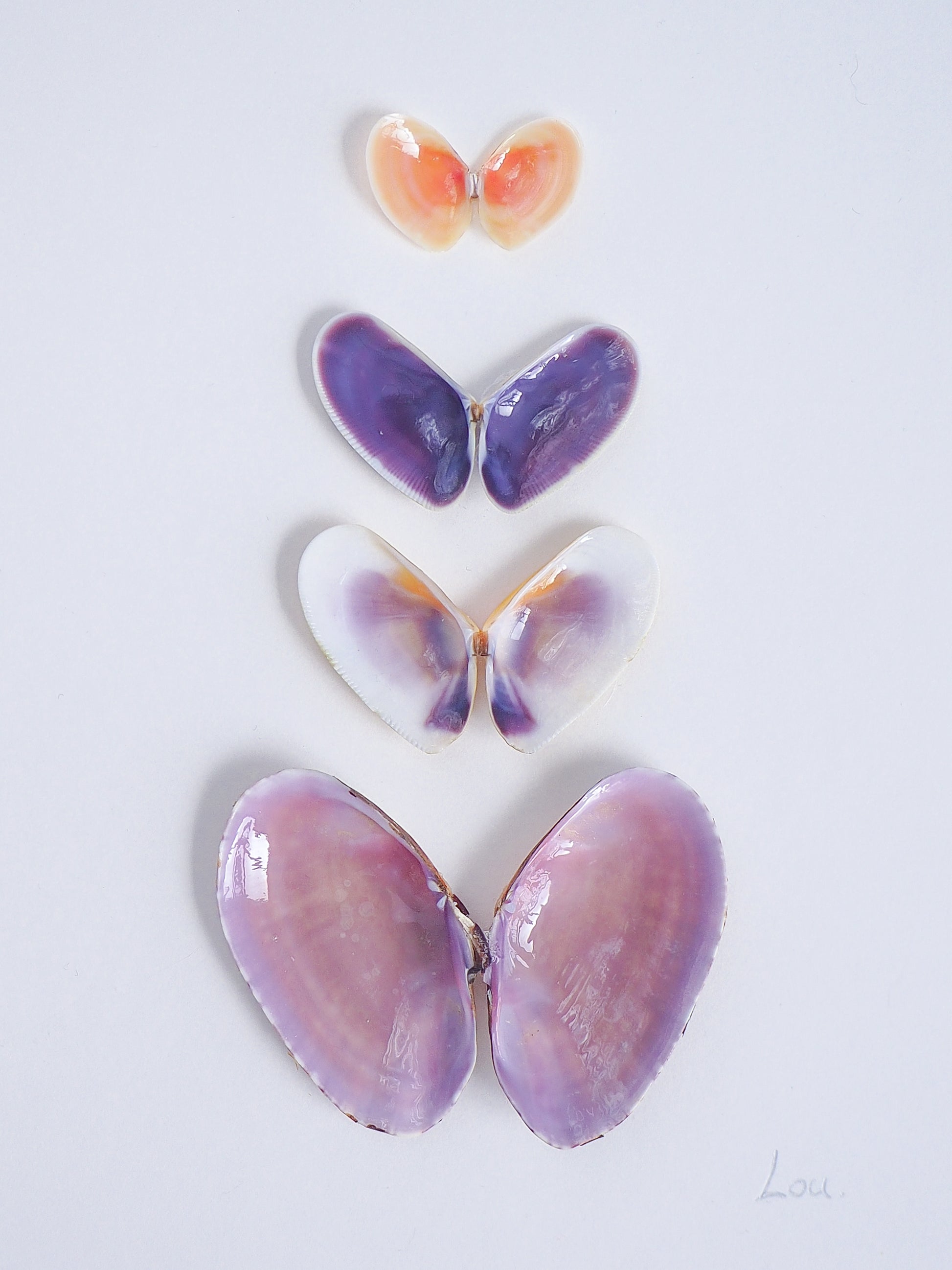 Close up of artwork with butterfly-shaped seashells in various colors on a light gray background. Made with handpicked shells from Portugal. Coquina shells, thin tellin shells, and rayed trough shells. Set in a white frame box.