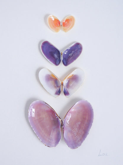 Close up of artwork with butterfly-shaped seashells in various colors on a light gray background. Made with handpicked shells from Portugal. Coquina shells, thin tellin shells, and rayed trough shells. Set in a white frame box.