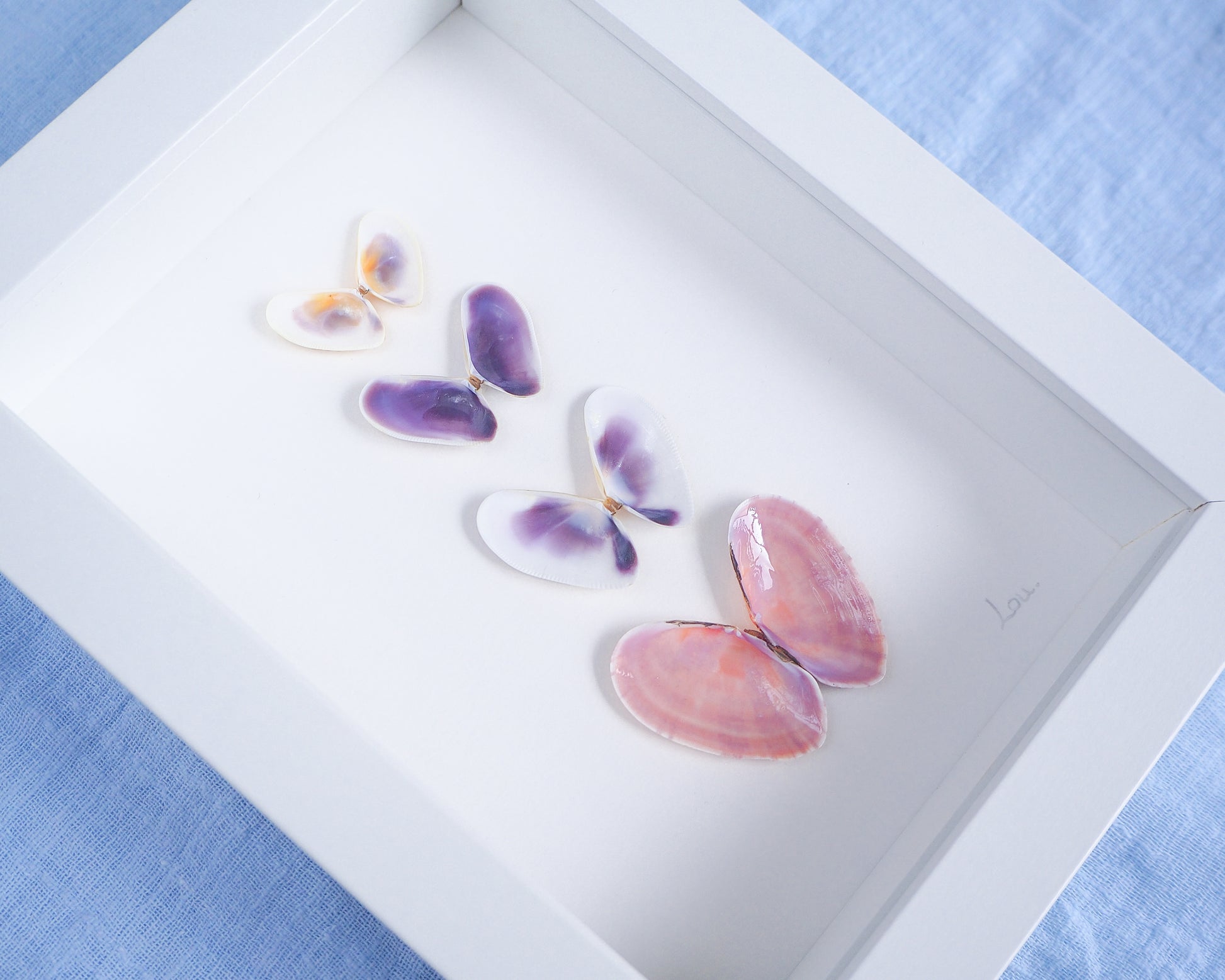 Artwork with butterfly-shaped seashells in various colors on a light gray background. Made with handpicked shells from Portugal. Coquina shells and Gari Virgata Shells. Set in a white frame box.
