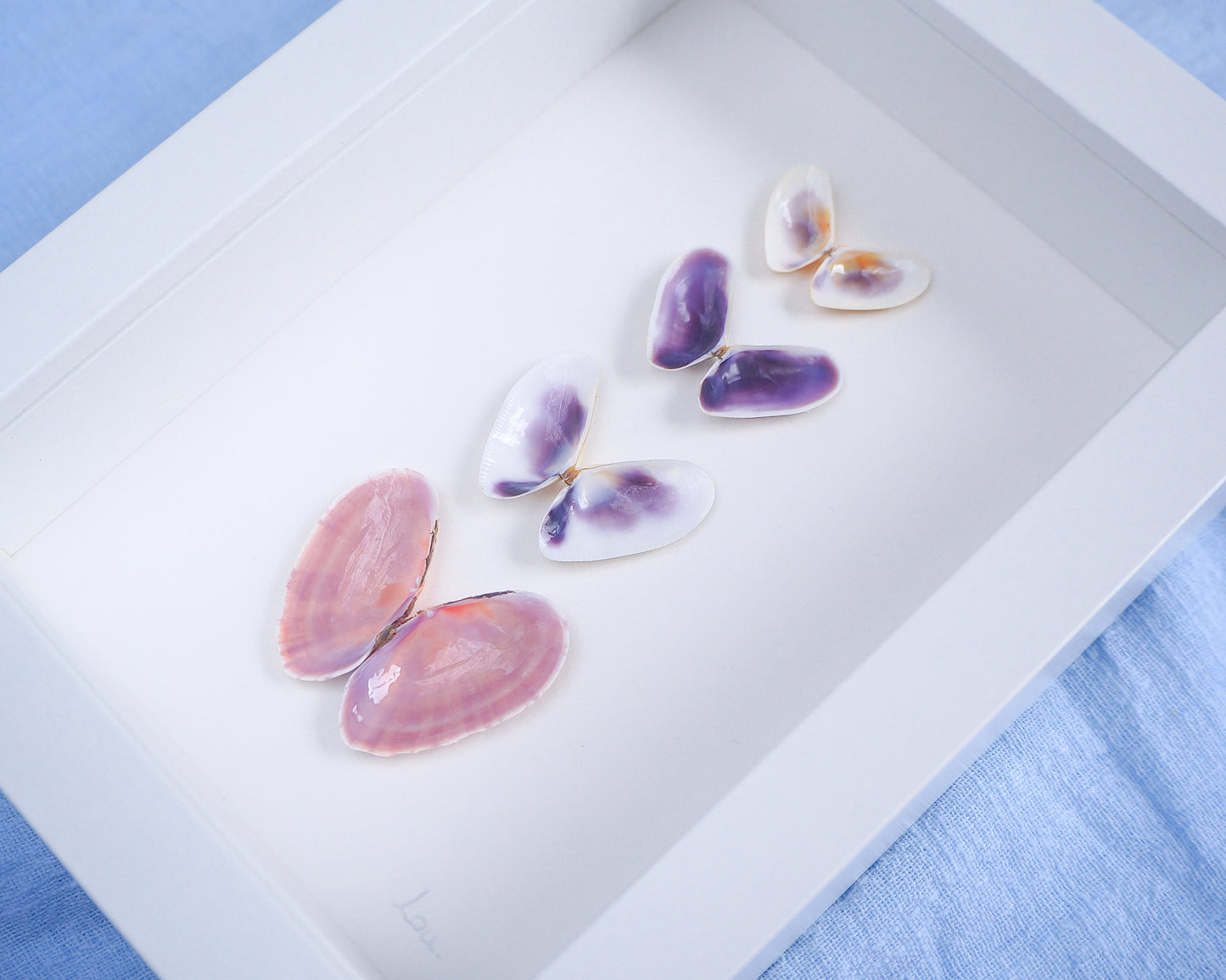 Side view of artwork with butterfly-shaped seashells in various colors on a light gray background. Made with handpicked shells from Portugal. Coquina shells and Gari Virgata Shells. Set in a white frame box.