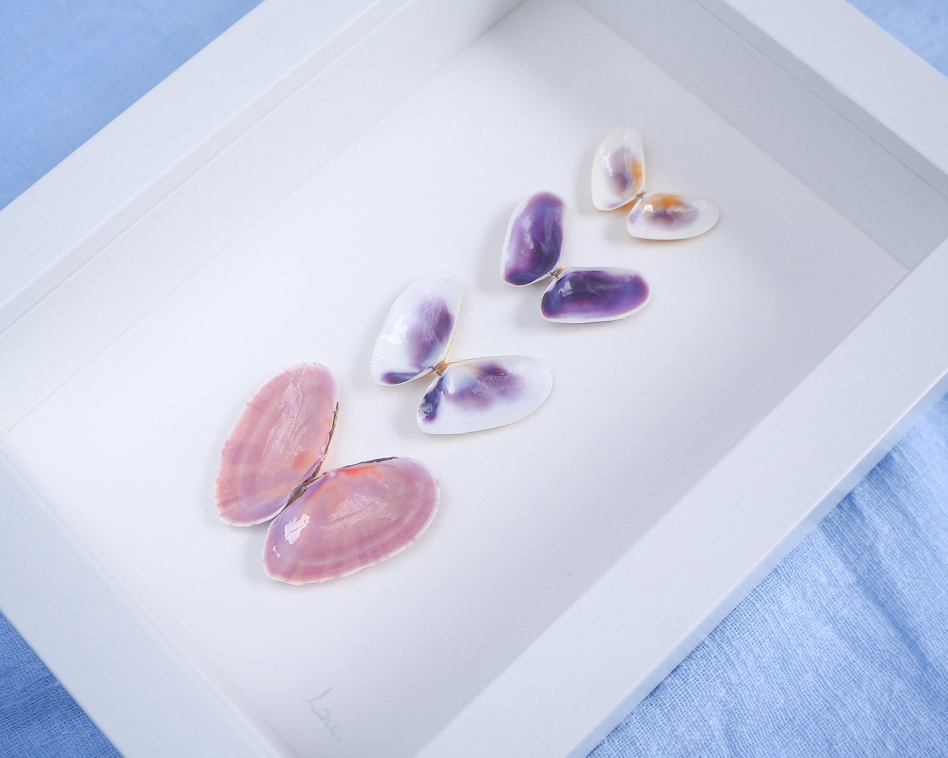 Side view of artwork with butterfly-shaped seashells in various colors on a light gray background. Made with handpicked shells from Portugal. Coquina shells and Gari Virgata Shells. Set in a white frame box.
