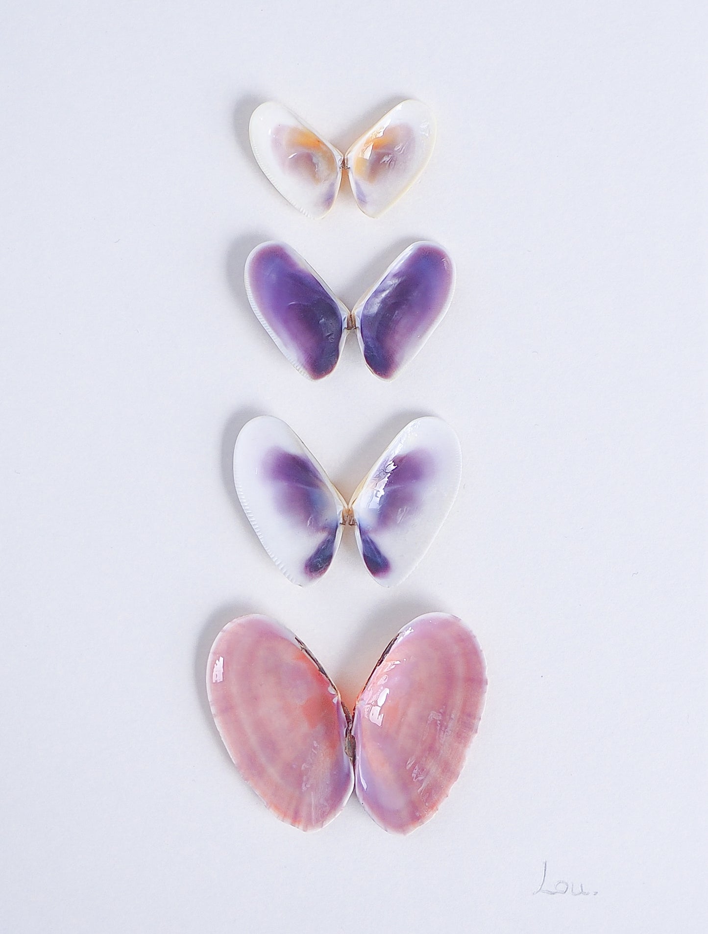 Detailed Artwork with butterfly-shaped seashells in various colors on a light gray background. Made with handpicked shells from Portugal. Coquina shells and Gari Virgata Shells. Set in a white frame box.