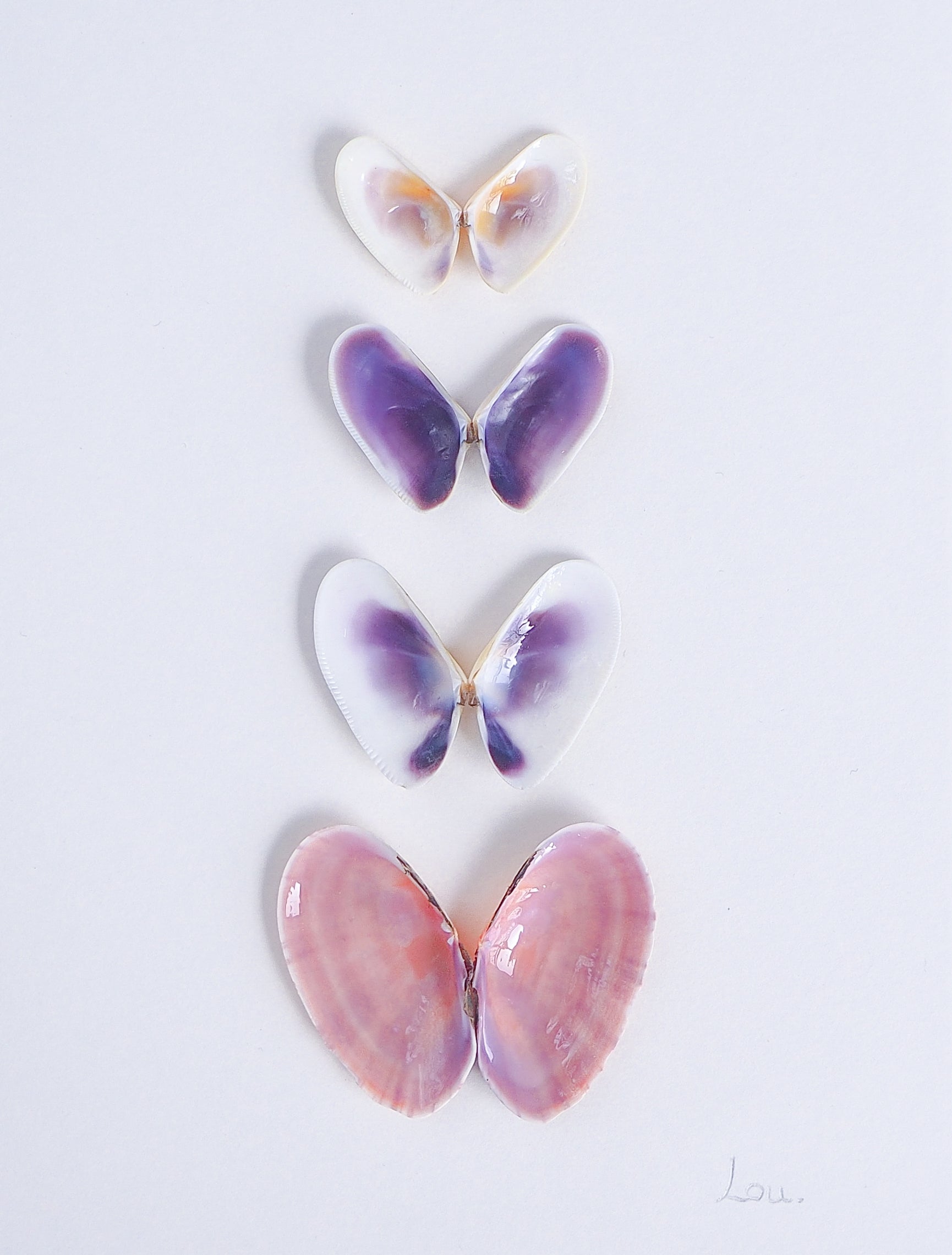 Detailed Artwork with butterfly-shaped seashells in various colors on a light gray background. Made with handpicked shells from Portugal. Coquina shells and Gari Virgata Shells. Set in a white frame box.