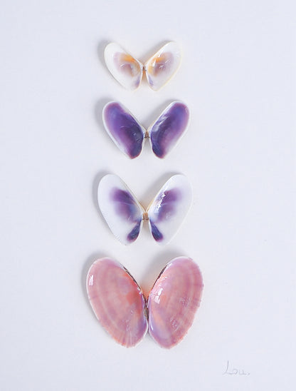 Detailed Artwork with butterfly-shaped seashells in various colors on a light gray background. Made with handpicked shells from Portugal. Coquina shells and Gari Virgata Shells. Set in a white frame box.