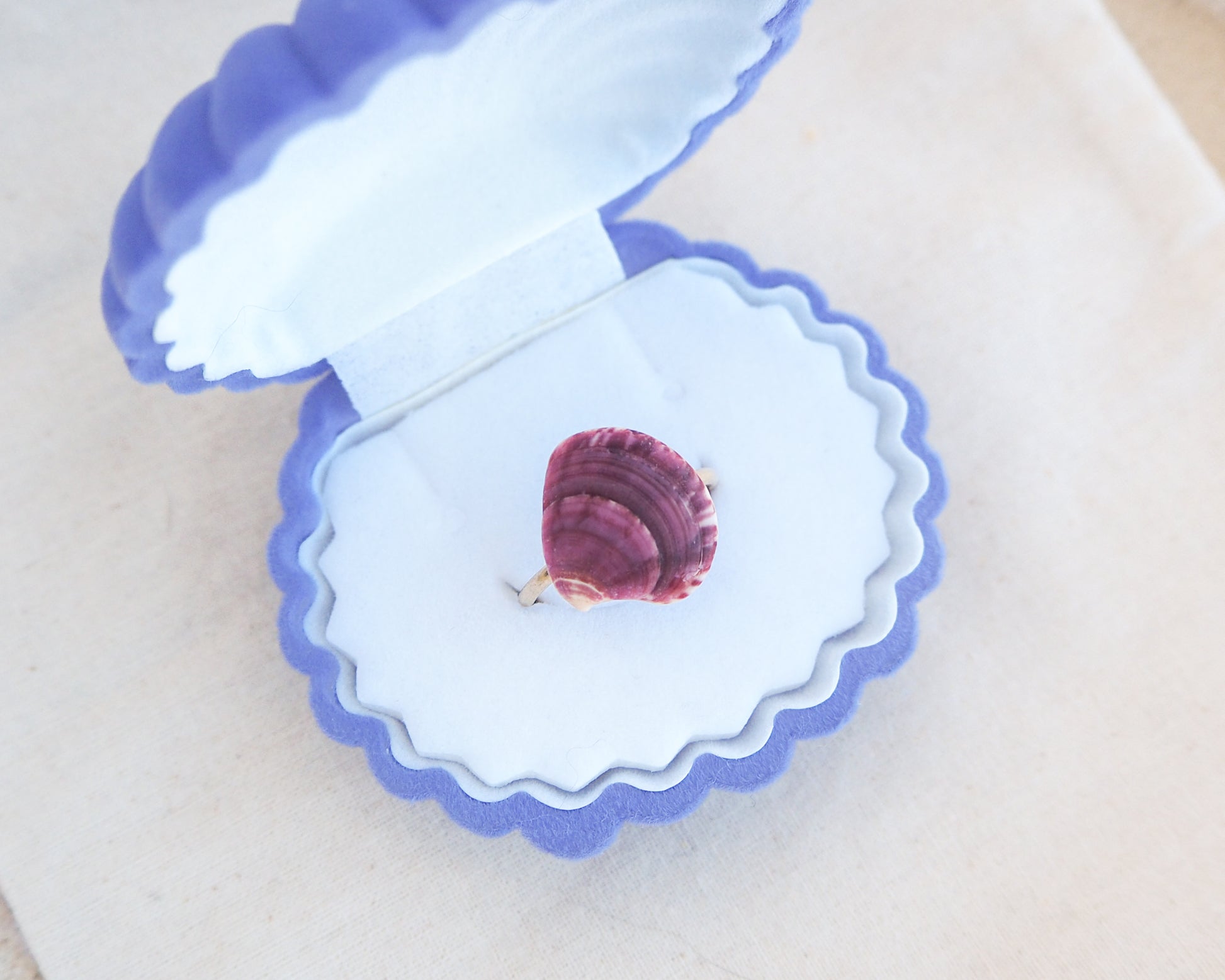 Front view of a tiny venus shell on gold ring. Made with a deep purple plum venus shell handpicked from Portugal and 18k gold stainless steel adjustable ring. 