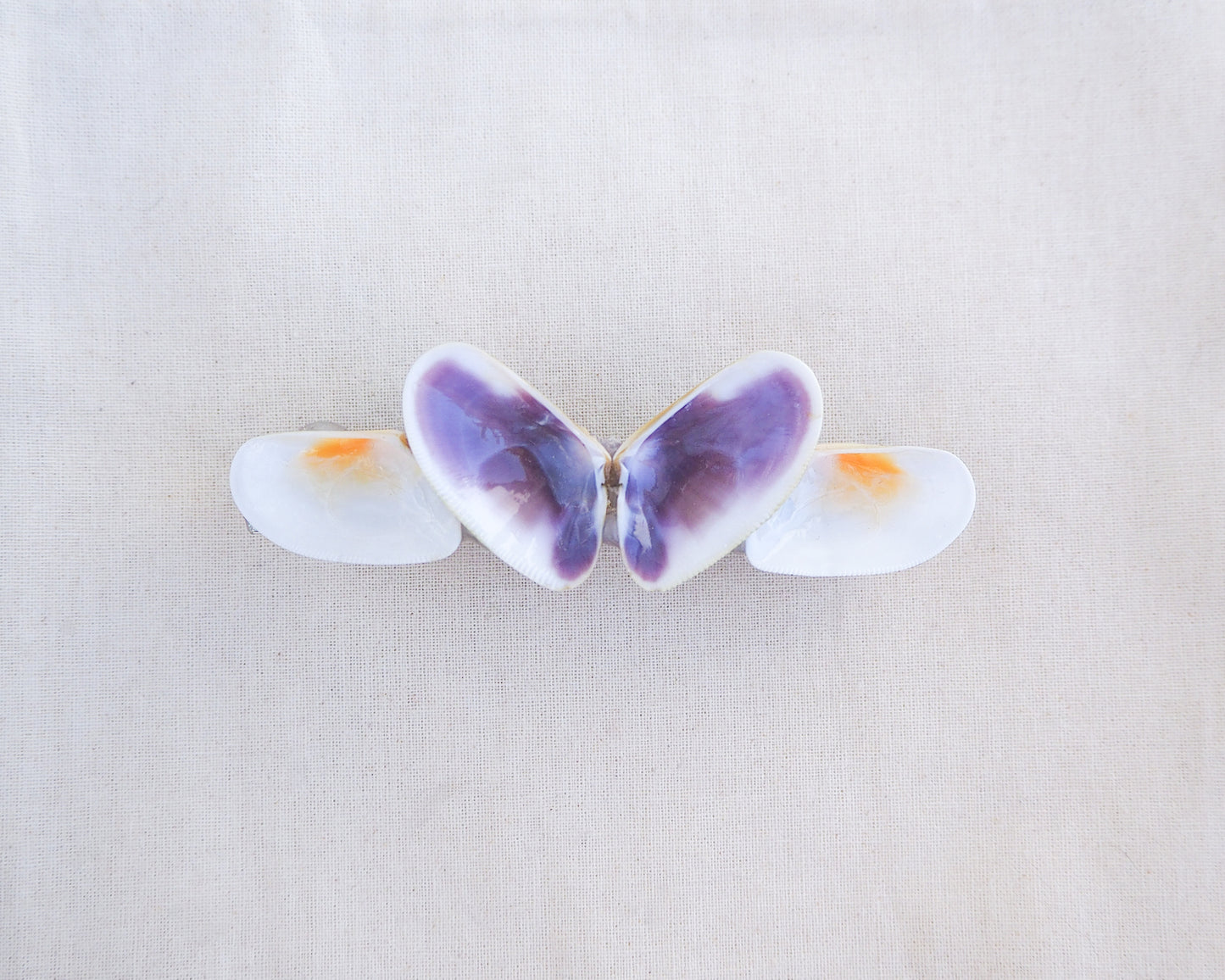 SEASHELL HAIR CLIP ~ Purple Butterfly Coquina Shells ~ Large