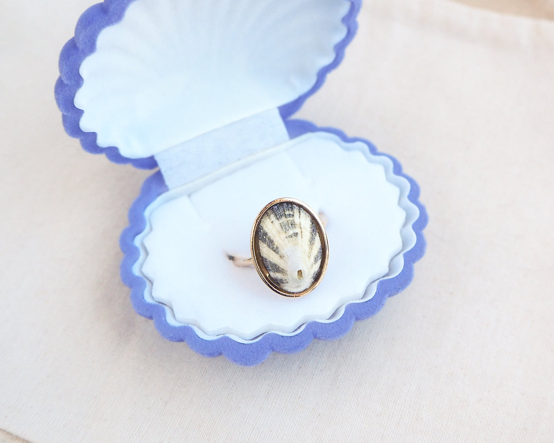 Gold Green Limpet Shell Ring in blue velvet jewelry box. Made with a handpicked Common Keyhole Limpet Limpet Shell from Portugal set in a 18k gold stainless steel bezel. It's an adjustable ring 