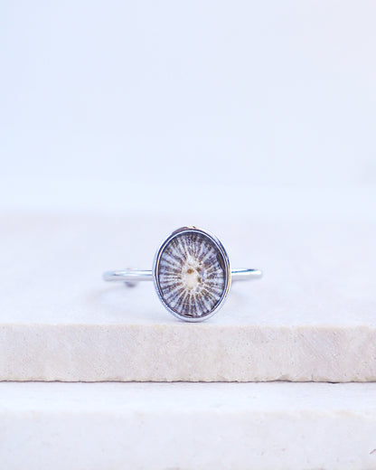 Silver Striped Limpet Shell Ring on display, Tiny Limpet Shell from Portugal set in a silver stainless steel bezel adjustable ring 