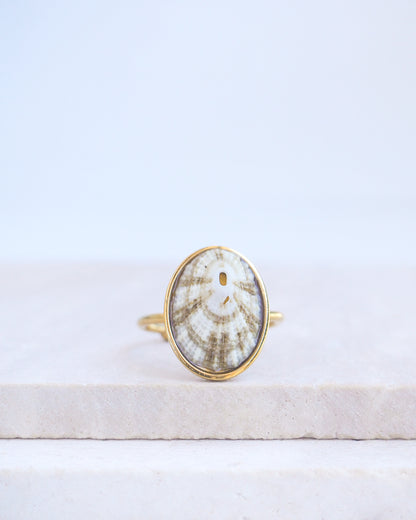 Front view of Striped Limpet Shell Ring on display. Made with a handpicked Common Keyhole Limpet Limpet Shell from Portugal set in a 18k gold stainless steel bezel. It's an adjustable ring 