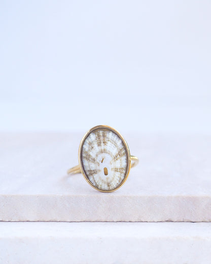 Striped Limpet Shell Ring on display. Made with a handpicked Common Keyhole Limpet Limpet Shell from Portugal set in a 18k gold stainless steel bezel. It's an adjustable ring 