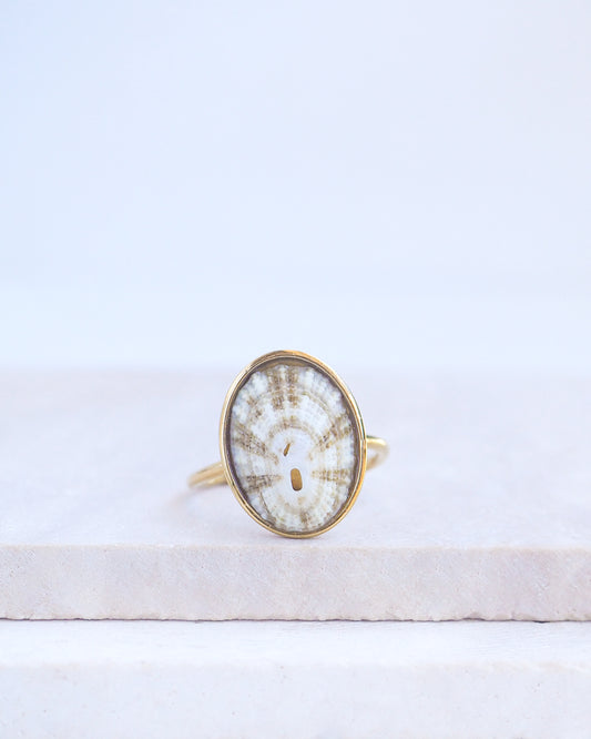 Striped Limpet Shell Ring on display. Made with a handpicked Common Keyhole Limpet Limpet Shell from Portugal set in a 18k gold stainless steel bezel. It's an adjustable ring 