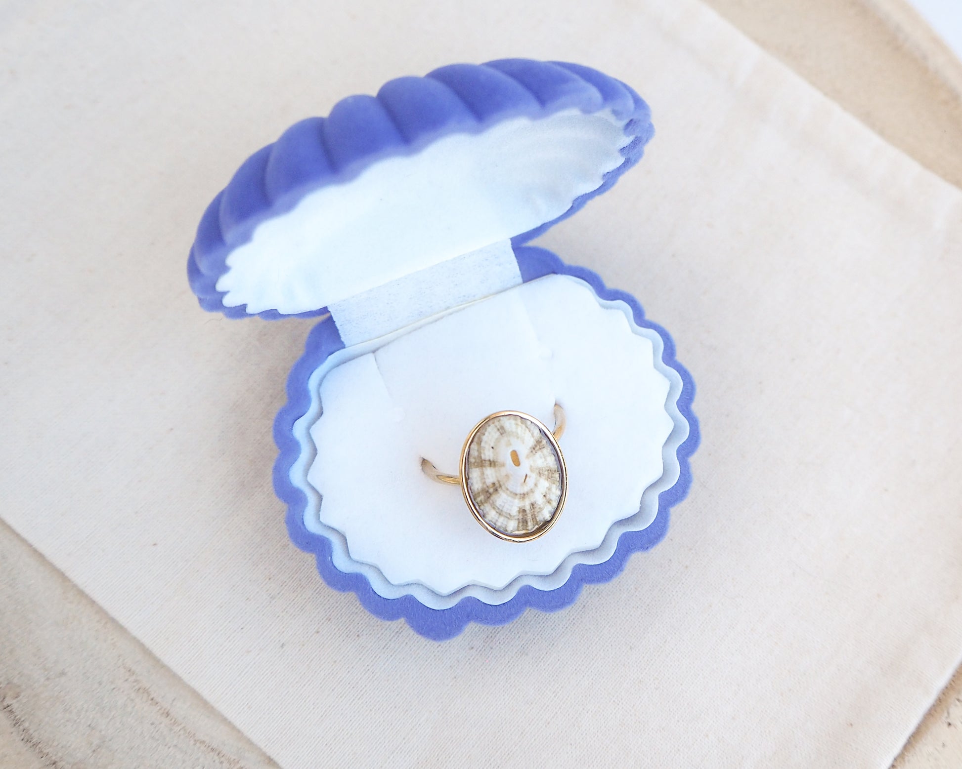 Velvet seashell jewelry box with Striped Limpet Shell Ring on display. Made with a handpicked Common Keyhole Limpet Limpet Shell from Portugal set in a 18k gold stainless steel bezel. It's an adjustable ring 