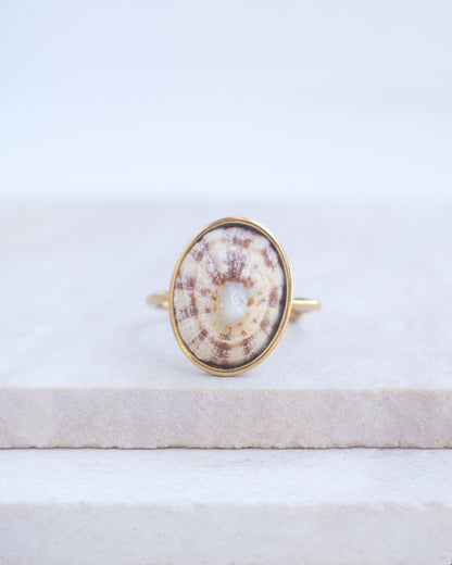 Light Limpet Shell Bezel Ring on display. Made with a handpicked Rough Limpet Limpet Shell from Portugal set in a 18k gold stainless steel bezel. It's an adjustable ring 