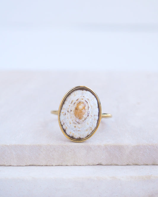 Light Limpet Shell Bezel Ring on display. Made with a handpicked Rough Limpet Limpet Shell from Portugal set in a 18k gold stainless steel bezel. It's an adjustable ring. The shell is off white and has a orange center. 
