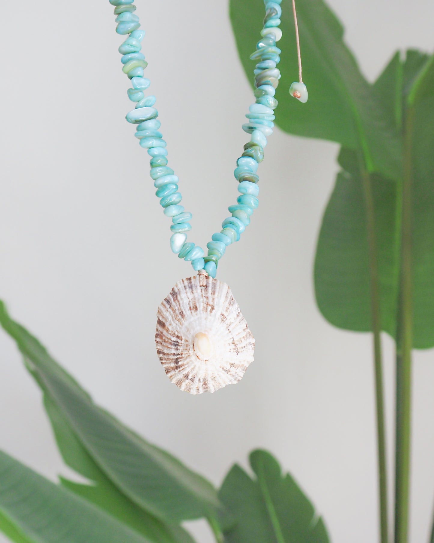 BIG LIMPET SHELL NECKLACE ~ Turquoise Stones