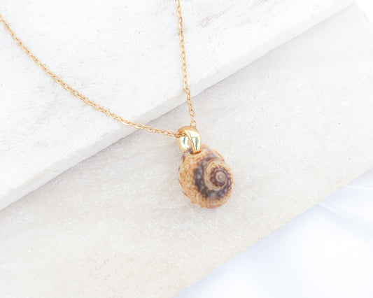 SEASHELL NECKLACE ~ Tritia Neritea Shell IV