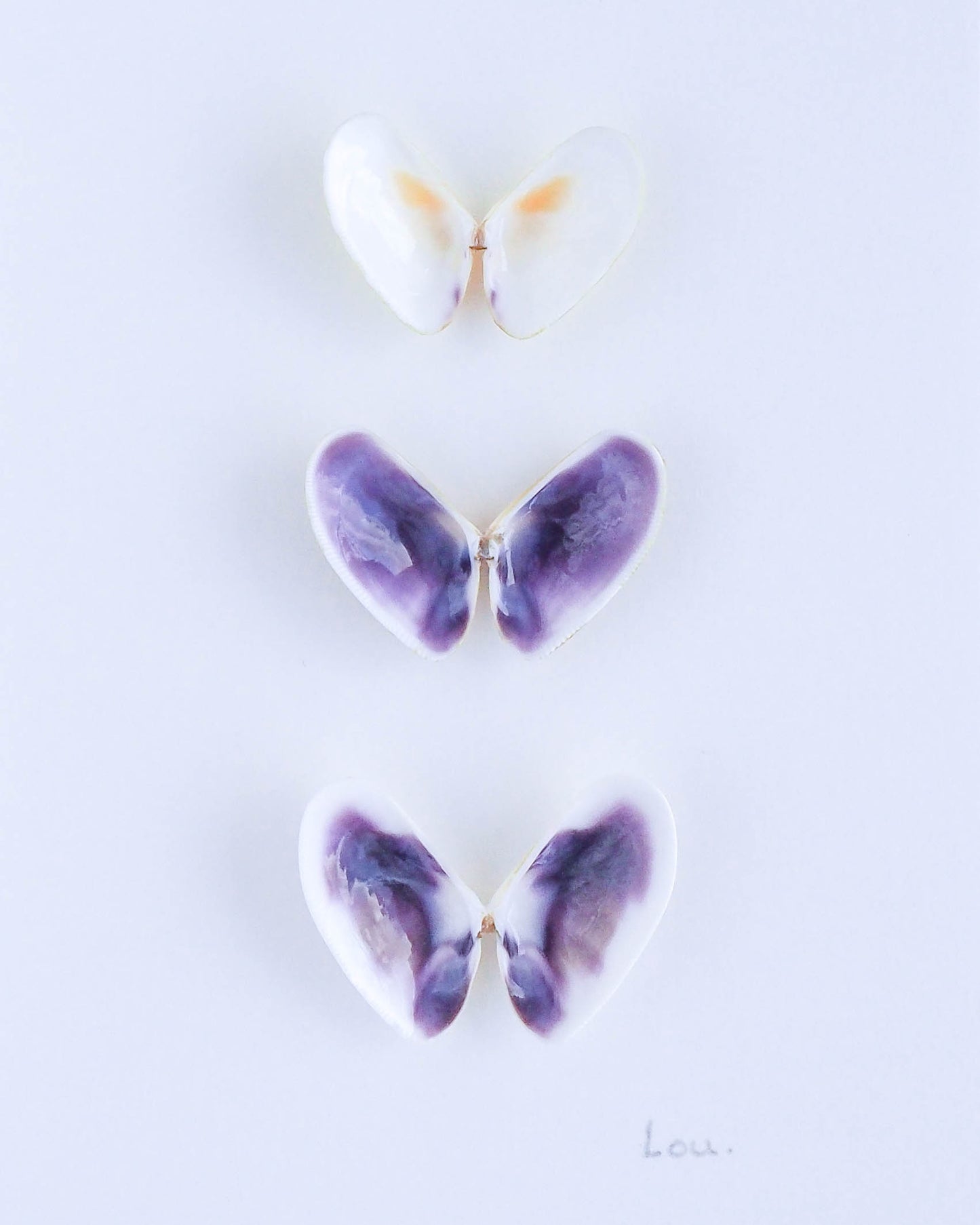 Butterflies made of shells from Algarve 