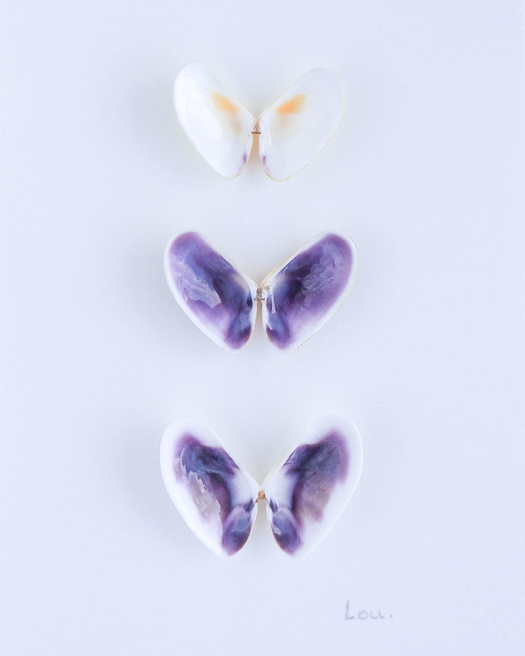 Butterflies made of shells from Algarve 