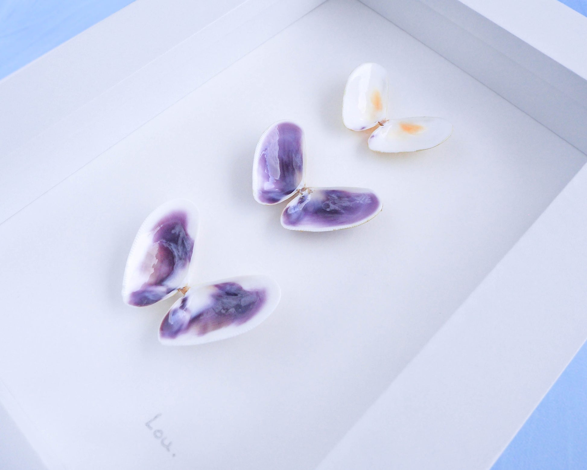 Seashell Butterflies, Shell butterfly art from Portugal, Coquina butterfly artwork, seabylou, Sea by Lou, Coastal shell decor, artwork with shells