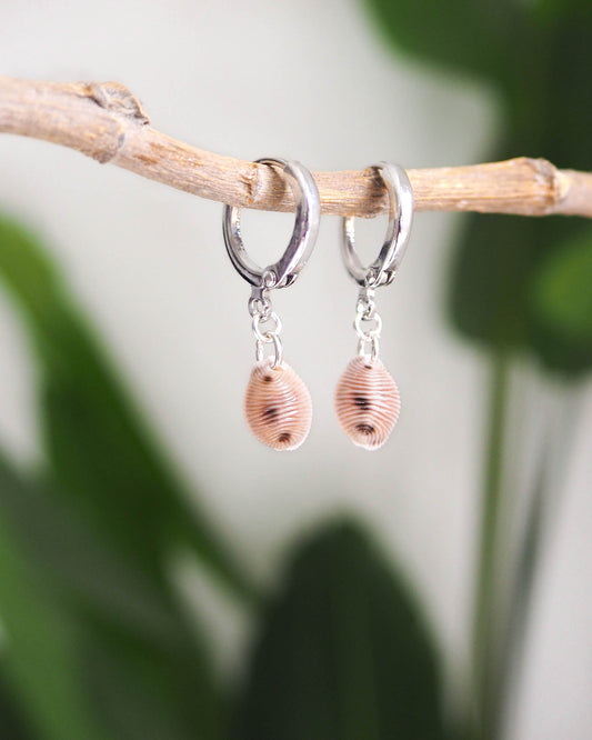 Real Cowrie Shell 925 silver Earrings 