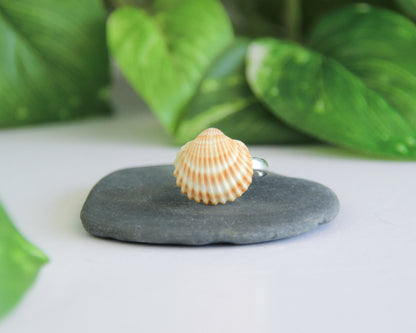 Mini Mediterranean Cockle Shell Ring from Portugal on display